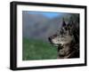 Half / Mixed Breed-Adriano Bacchella-Framed Photographic Print