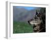 Half / Mixed Breed-Adriano Bacchella-Framed Photographic Print