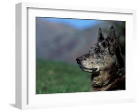 Half / Mixed Breed-Adriano Bacchella-Framed Photographic Print