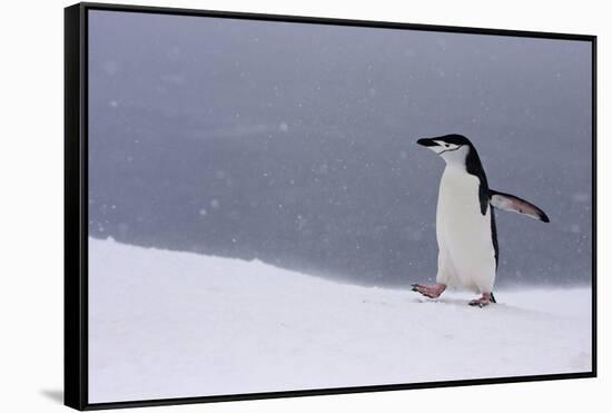 Half Moon Island, Antarctica. Chinstrap Penguin Walks in a Snowstorm-Janet Muir-Framed Stretched Canvas