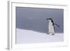 Half Moon Island, Antarctica. Chinstrap Penguin Walks in a Snowstorm-Janet Muir-Framed Photographic Print