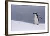 Half Moon Island, Antarctica. Chinstrap Penguin Walks in a Snowstorm-Janet Muir-Framed Photographic Print