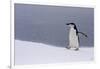 Half Moon Island, Antarctica. Chinstrap Penguin Walks in a Snowstorm-Janet Muir-Framed Photographic Print