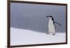 Half Moon Island, Antarctica. Chinstrap Penguin Walks in a Snowstorm-Janet Muir-Framed Photographic Print