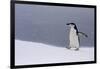 Half Moon Island, Antarctica. Chinstrap Penguin Walks in a Snowstorm-Janet Muir-Framed Photographic Print