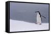 Half Moon Island, Antarctica. Chinstrap Penguin Walks in a Snowstorm-Janet Muir-Framed Stretched Canvas