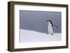 Half Moon Island, Antarctica. Chinstrap Penguin Walks in a Snowstorm-Janet Muir-Framed Photographic Print