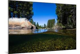 Half Water Half Land, Reflection of Trees in a River, Walker River-null-Mounted Photographic Print