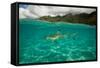 Half Water Half Land, Shark in the Pacific Ocean, Moorea, Tahiti, French Polynesia-null-Framed Stretched Canvas