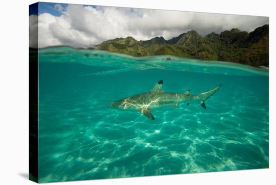 Half Water Half Land, Shark in the Pacific Ocean, Moorea, Tahiti, French Polynesia-null-Stretched Canvas