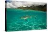 Half Water Half Land, Shark in the Pacific Ocean, Moorea, Tahiti, French Polynesia-null-Stretched Canvas