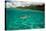 Half Water Half Land, Shark in the Pacific Ocean, Moorea, Tahiti, French Polynesia-null-Stretched Canvas