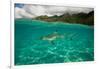 Half Water Half Land, Shark in the Pacific Ocean, Moorea, Tahiti, French Polynesia-null-Framed Photographic Print