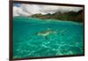 Half Water Half Land, Shark in the Pacific Ocean, Moorea, Tahiti, French Polynesia-null-Framed Photographic Print