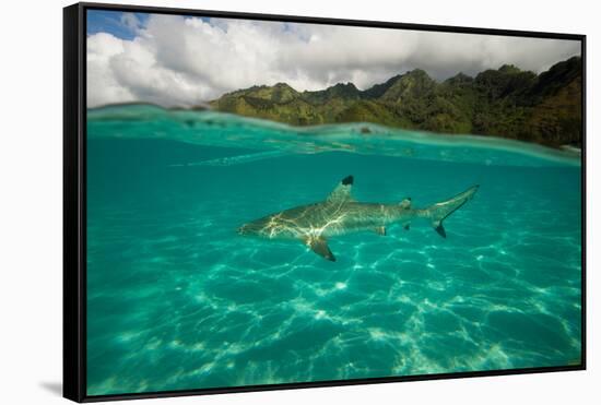 Half Water Half Land, Shark in the Pacific Ocean, Moorea, Tahiti, French Polynesia-null-Framed Stretched Canvas