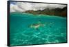 Half Water Half Land, Shark in the Pacific Ocean, Moorea, Tahiti, French Polynesia-null-Framed Stretched Canvas