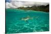 Half Water Half Land, Shark in the Pacific Ocean, Moorea, Tahiti, French Polynesia-null-Stretched Canvas