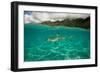 Half Water Half Land, Shark in the Pacific Ocean, Moorea, Tahiti, French Polynesia-null-Framed Photographic Print