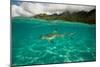 Half Water Half Land, Shark in the Pacific Ocean, Moorea, Tahiti, French Polynesia-null-Mounted Photographic Print