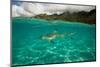 Half Water Half Land, Shark in the Pacific Ocean, Moorea, Tahiti, French Polynesia-null-Mounted Photographic Print