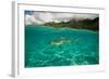 Half Water Half Land, Shark in the Pacific Ocean, Moorea, Tahiti, French Polynesia-null-Framed Photographic Print