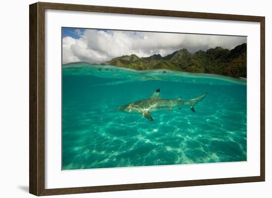 Half Water Half Land, Shark in the Pacific Ocean, Moorea, Tahiti, French Polynesia-null-Framed Photographic Print