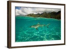 Half Water Half Land, Shark in the Pacific Ocean, Moorea, Tahiti, French Polynesia-null-Framed Photographic Print