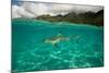 Half Water Half Land, Shark in the Pacific Ocean, Moorea, Tahiti, French Polynesia-null-Mounted Photographic Print