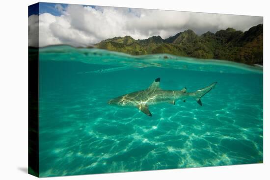 Half Water Half Land, Shark in the Pacific Ocean, Moorea, Tahiti, French Polynesia-null-Stretched Canvas