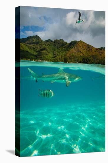 Half Water Half Land, Sharks and Fish Swimming in the Pacific Ocean-null-Stretched Canvas