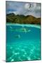 Half Water Half Land, Sharks and Fish Swimming in the Pacific Ocean-null-Mounted Photographic Print