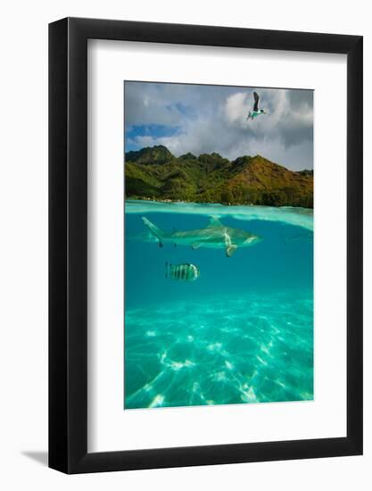 Half Water Half Land, Sharks and Fish Swimming in the Pacific Ocean-null-Framed Photographic Print