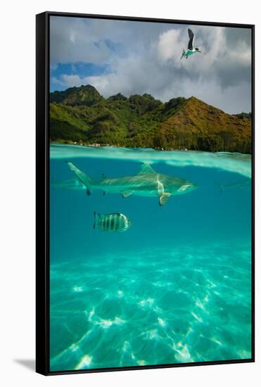 Half Water Half Land, Sharks and Fish Swimming in the Pacific Ocean-null-Framed Stretched Canvas