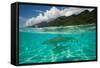 Half Water Half Land, Sharks in the Pacific Ocean, Moorea, Tahiti, French Polynesia-null-Framed Stretched Canvas