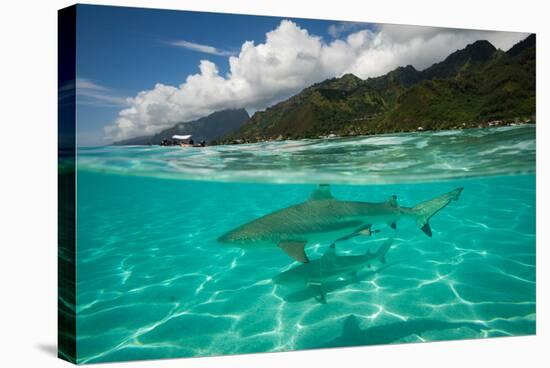 Half Water Half Land, Sharks in the Pacific Ocean, Moorea, Tahiti, French Polynesia-null-Stretched Canvas