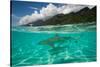 Half Water Half Land, Sharks in the Pacific Ocean, Moorea, Tahiti, French Polynesia-null-Stretched Canvas