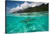 Half Water Half Land, Sharks in the Pacific Ocean, Moorea, Tahiti, French Polynesia-null-Stretched Canvas