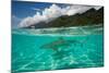 Half Water Half Land, Sharks in the Pacific Ocean, Moorea, Tahiti, French Polynesia-null-Mounted Photographic Print