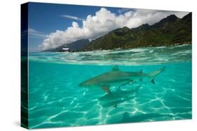 Half Water Half Land, Sharks in the Pacific Ocean, Moorea, Tahiti, French Polynesia-null-Stretched Canvas