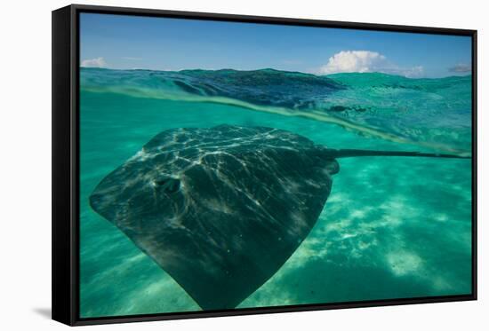 Half Water Half Land, Stingray in the Pacific Ocean, Moorea, Tahiti, French Polynesia-null-Framed Stretched Canvas