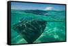 Half Water Half Land, Stingray in the Pacific Ocean, Moorea, Tahiti, French Polynesia-null-Framed Stretched Canvas