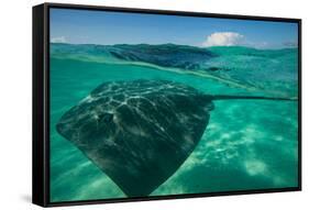 Half Water Half Land, Stingray in the Pacific Ocean, Moorea, Tahiti, French Polynesia-null-Framed Stretched Canvas