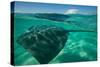 Half Water Half Land, Stingray in the Pacific Ocean, Moorea, Tahiti, French Polynesia-null-Stretched Canvas