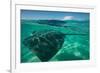 Half Water Half Land, Stingray in the Pacific Ocean, Moorea, Tahiti, French Polynesia-null-Framed Photographic Print