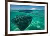 Half Water Half Land, Stingray in the Pacific Ocean, Moorea, Tahiti, French Polynesia-null-Framed Photographic Print