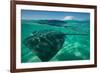 Half Water Half Land, Stingray in the Pacific Ocean, Moorea, Tahiti, French Polynesia-null-Framed Photographic Print