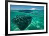 Half Water Half Land, Stingray in the Pacific Ocean, Moorea, Tahiti, French Polynesia-null-Framed Photographic Print