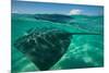 Half Water Half Land, Stingray in the Pacific Ocean, Moorea, Tahiti, French Polynesia-null-Mounted Photographic Print