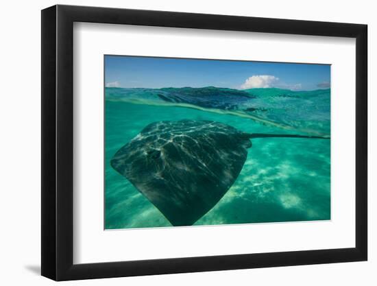 Half Water Half Land, Stingray in the Pacific Ocean, Moorea, Tahiti, French Polynesia-null-Framed Photographic Print