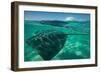 Half Water Half Land, Stingray in the Pacific Ocean, Moorea, Tahiti, French Polynesia-null-Framed Photographic Print